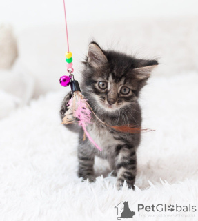 Foto №3. Drei Babys suchen dringend ein Haus.. Russische Föderation