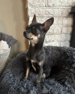 Foto №4. Ich werde verkaufen chihuahua in der Stadt Bayerbach bei Ergoldsbach.  - preis - verhandelt