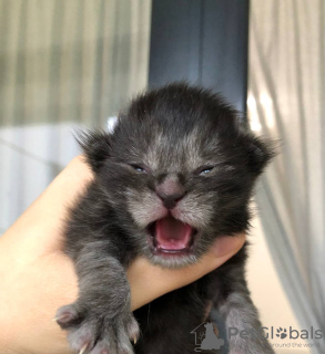 Foto №2 zu Ankündigung № 121926 zu verkaufen maine-coon-katze - einkaufen Deutschland quotient 	ankündigung