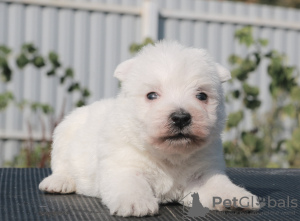 Zusätzliche Fotos: West Highland White Terrier Welpen Mädchen
