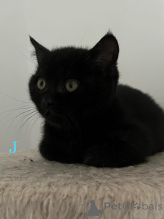 Foto №1. britisch kurzhaar - zum Verkauf in der Stadt Bergisch Gladbach | 350€ | Ankündigung № 160106