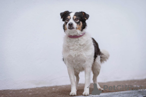 Zusätzliche Fotos: Hund Oliva sucht ein Zuhause und einen Besitzer, in guten Händen