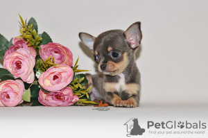 Zusätzliche Fotos: Echter Diamant. Miniatur-Chihuahua-Mädchen.