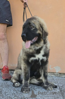 Foto №1. otterhund - zum Verkauf in der Stadt Neuer Garten | verhandelt | Ankündigung № 171066