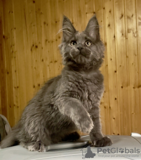 Foto №2 zu Ankündigung № 120226 zu verkaufen maine-coon-katze - einkaufen Russische Föderation vom kindergarten