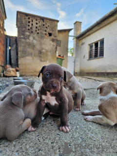 Zusätzliche Fotos: Amerikanische Pitbullterrier-Welpen