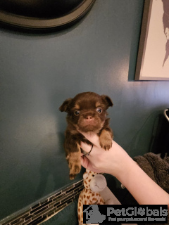 Foto №4. Ich werde verkaufen chihuahua in der Stadt Rüdersdorf. quotient 	ankündigung - preis - 1000€