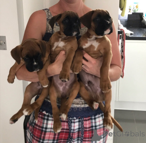 Foto №2 zu Ankündigung № 168258 zu verkaufen deutscher boxer - einkaufen Schweden quotient 	ankündigung, züchter
