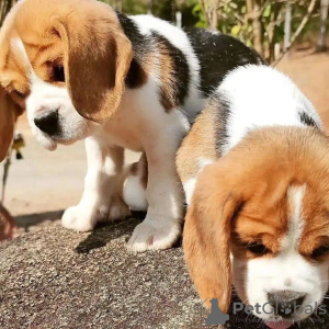 Foto №2 zu Ankündigung № 124531 zu verkaufen beagle - einkaufen Deutschland quotient 	ankündigung