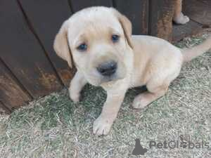 Foto №2 zu Ankündigung № 124014 zu verkaufen labrador retriever - einkaufen Finnland quotient 	ankündigung