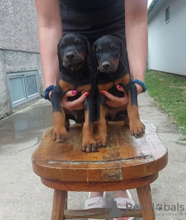 Foto №3. DOBERMANN-Welpen von höchster Qualität. Serbien