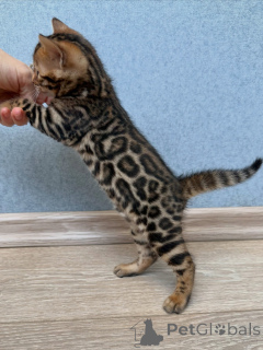 Foto №3. Golden Marbled Bengal Kitten Mutiger und liebevoller Entdecker. Schweden