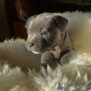 Foto №4. Ich werde verkaufen staffordshire bull terrier in der Stadt Brno. züchter - preis - verhandelt