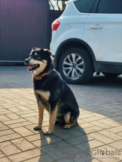 Zusätzliche Fotos: Lächelnder Hund Masyanya sucht ein Zuhause!