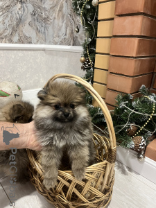 Foto №2 zu Ankündigung № 138531 zu verkaufen azawakh, german spitz - einkaufen Russische Föderation quotient 	ankündigung