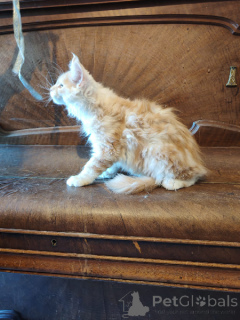 Foto №1. maine-coon-katze - zum Verkauf in der Stadt Brüssel | Frei | Ankündigung № 171813