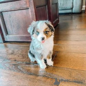Foto №1. australian shepherd - zum Verkauf in der Stadt Ankum | 450€ | Ankündigung № 149746