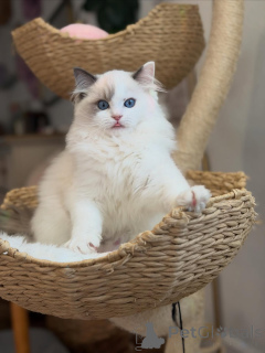 Foto №1. ragdoll-katze - zum Verkauf in der Stadt Balkbrug | verhandelt | Ankündigung № 156482