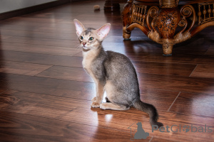 Foto №2 zu Ankündigung № 140549 zu verkaufen abessinierkatze - einkaufen Ukraine vom kindergarten