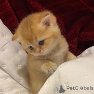 Foto №1.  - zum Verkauf in der Stadt Campbell Town | verhandelt | Ankündigung № 161838