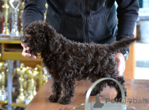 Foto №3. Lagotto Romagnolo Welpen. Serbien