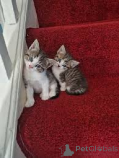 Foto №1. american shorthair - zum Verkauf in der Stadt Wien | 580€ | Ankündigung № 163814