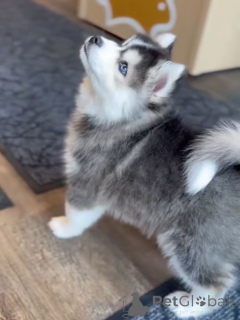 Foto №2 zu Ankündigung № 168963 zu verkaufen siberian husky - einkaufen Deutschland züchter
