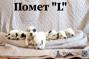 Foto №4. Ich werde verkaufen australian cattle dog in der Stadt Minsk. vom kindergarten, züchter - preis - verhandelt