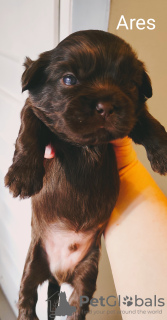 Foto №4. Ich werde verkaufen shih tzu in der Stadt Boot. züchter - preis - 530€