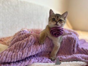 Foto №3. Charmante Kätzchen Scottish Kilt gerade. Slowakei