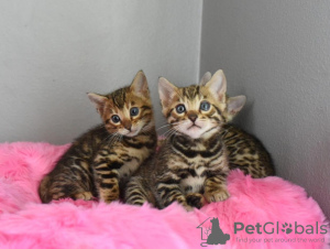 Foto №2 zu Ankündigung № 114888 zu verkaufen bengal katzenrasse - einkaufen USA quotient 	ankündigung