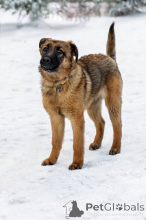 Foto №4. Ich werde verkaufen mischlingshund in der Stadt Москва.  - preis - Frei