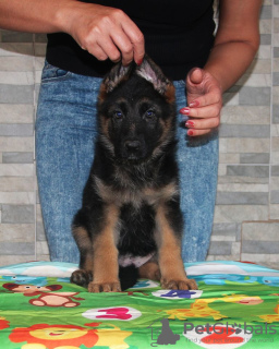 Foto №2 zu Ankündigung № 7896 zu verkaufen deutscher schäferhund - einkaufen Ukraine vom kindergarten