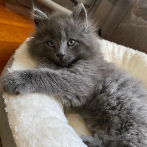 Foto №1. nebelung - zum Verkauf in der Stadt Augsburg | 150€ | Ankündigung № 171179