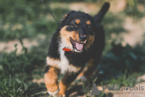 Foto №4. Ich werde verkaufen mischlingshund in der Stadt Москва. quotient 	ankündigung, aus dem tierheim - preis - Frei