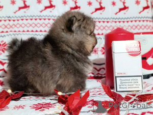 Foto №3. Pomeranian Spitz, weibliche Welpen. Serbien