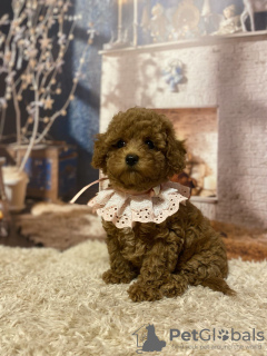 Foto №3. Maltipoo-Puppenbabys!. Deutschland