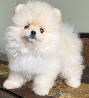 Foto №3. Adorables chiots Spitz nains (Pomeranians) cherchent un foyer goal!. Frankreich