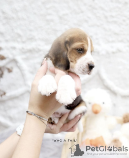 Foto №1. beagle - zum Verkauf in der Stadt Nürnberg | Frei | Ankündigung № 99469
