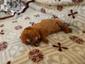 Foto №2 zu Ankündigung № 6120 zu verkaufen cavalier king charles spaniel - einkaufen Russische Föderation züchter