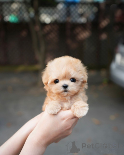 Foto №3. Diese entzückenden Babys lieben Kuscheln und Küsse. Es ist all der Flair und. Finnland