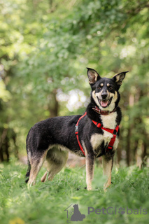 Foto №2 zu Ankündigung № 76018 zu verkaufen mischlingshund - einkaufen Russische Föderation aus dem tierheim