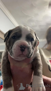Foto №3. Amerikanische Bulldoggenwelpen. USA