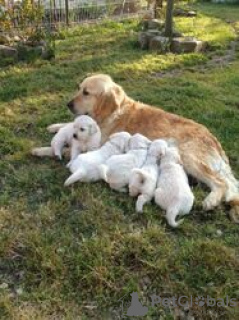 Foto №1. golden retriever - zum Verkauf in der Stadt Berlin | Frei | Ankündigung № 61394