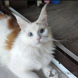 Foto №1. maine-coon-katze - zum Verkauf in der Stadt Alavus | 600€ | Ankündigung № 169099