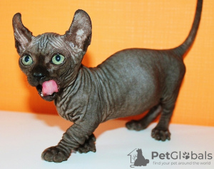 Foto №2 zu Ankündigung № 12659 zu verkaufen dwelf - einkaufen Frankreich vom kindergarten