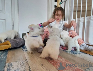 Foto №2 zu Ankündigung № 170164 zu verkaufen west highland white terrier - einkaufen Deutschland 