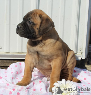 Foto №3. Prächtige Bullmastiff-Welpen gehen jetzt los. USA