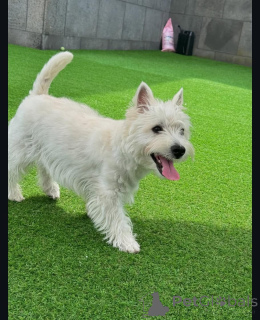 Foto №1. west highland white terrier - zum Verkauf in der Stadt Brighton und Hove | 584€ | Ankündigung № 144666