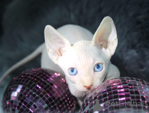 Foto №1. sphynx-katze - zum Verkauf in der Stadt Флорида Сити | 700€ | Ankündigung № 58437